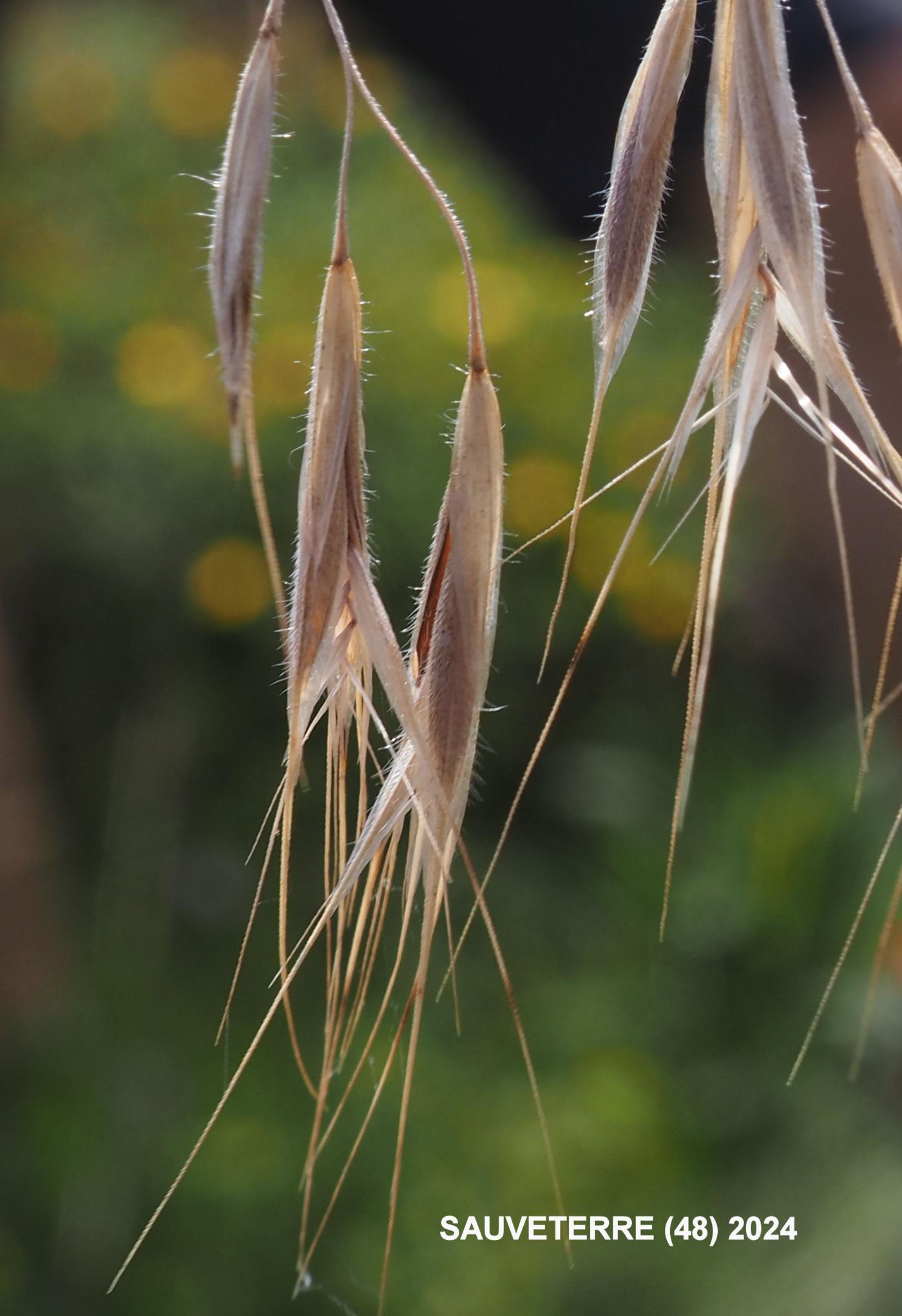 Brome, Drooping fruit